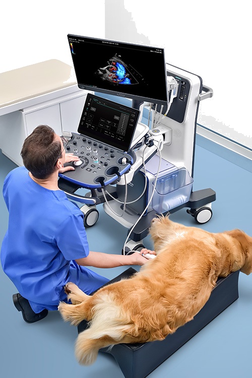 Veterinary Dog Diagnostic Ultrasound Machine 4D Cardiac Echo Portable Color Doppler ...