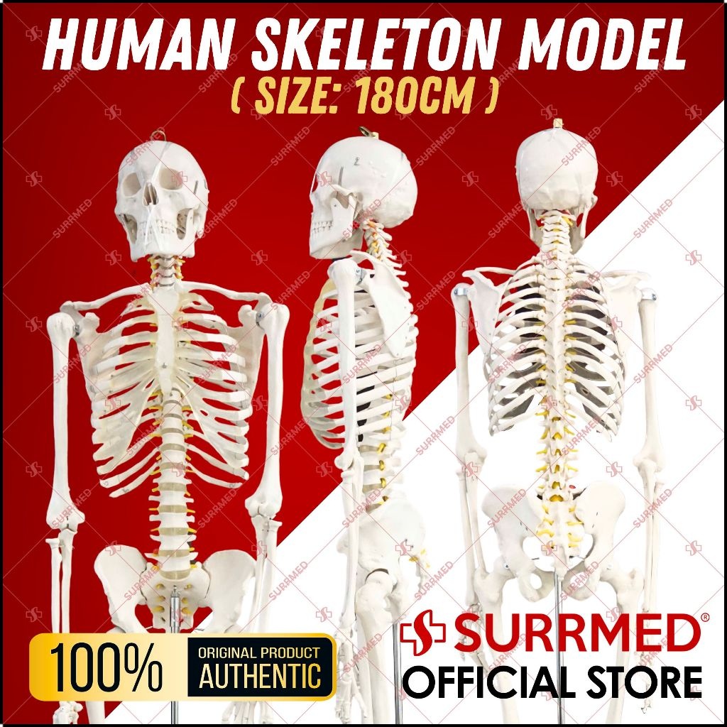 180cm Life Size Artificial Human Body Anatomical Skeleton Model