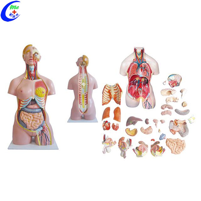Dual-Sex Human Manikin Torso Human Anatomy for Teaching